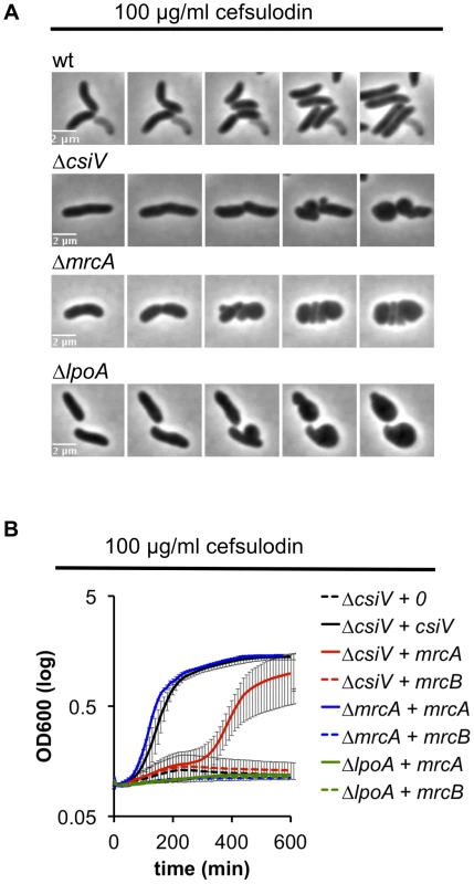<i>V. cholerae</i> PBP1A is partially functional in the absence of CsiV.