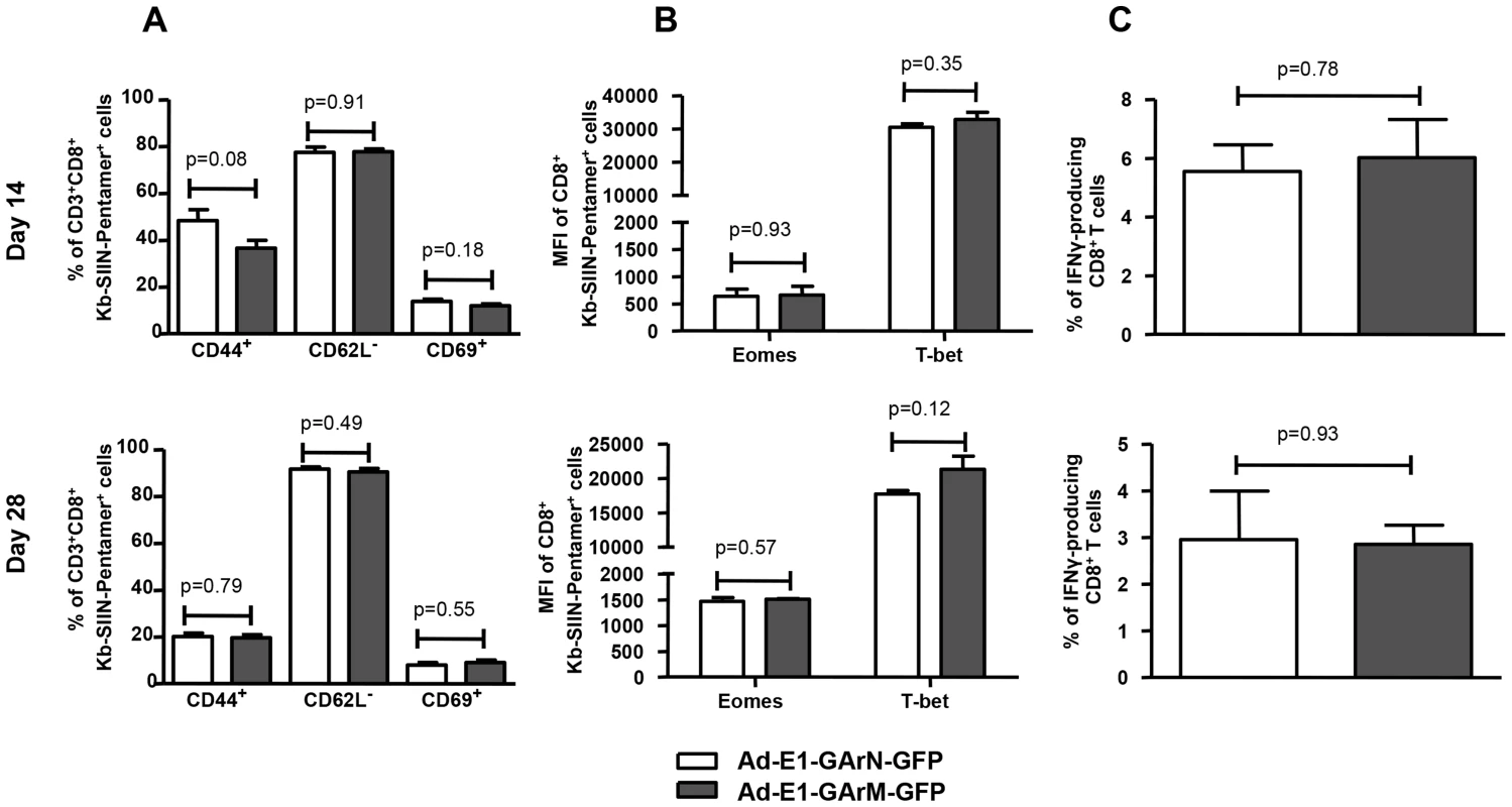 Differentially translated EBNA1 mRNAs have a minimal effect on Antigen-specific memory responses.
