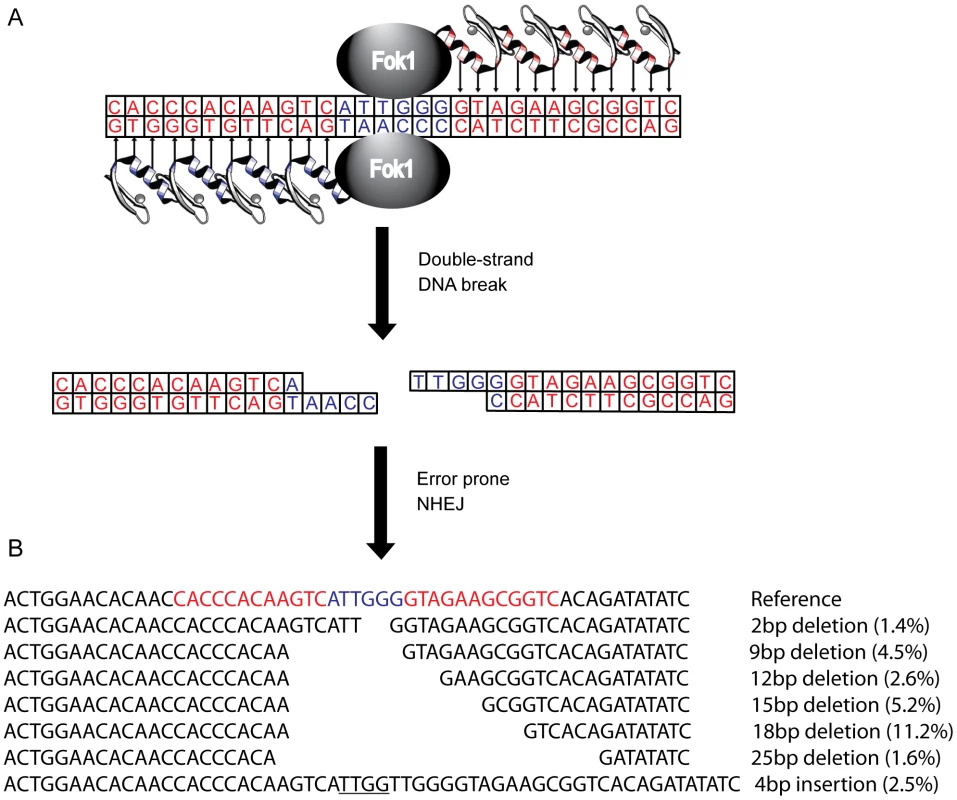 Zinc finger nucleases (ZFNs) bind, cleave, and disrupt <i>cxcr4</i>.