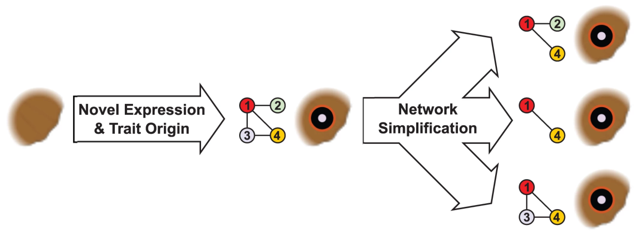 Regulatory network simplification in a complex trait.