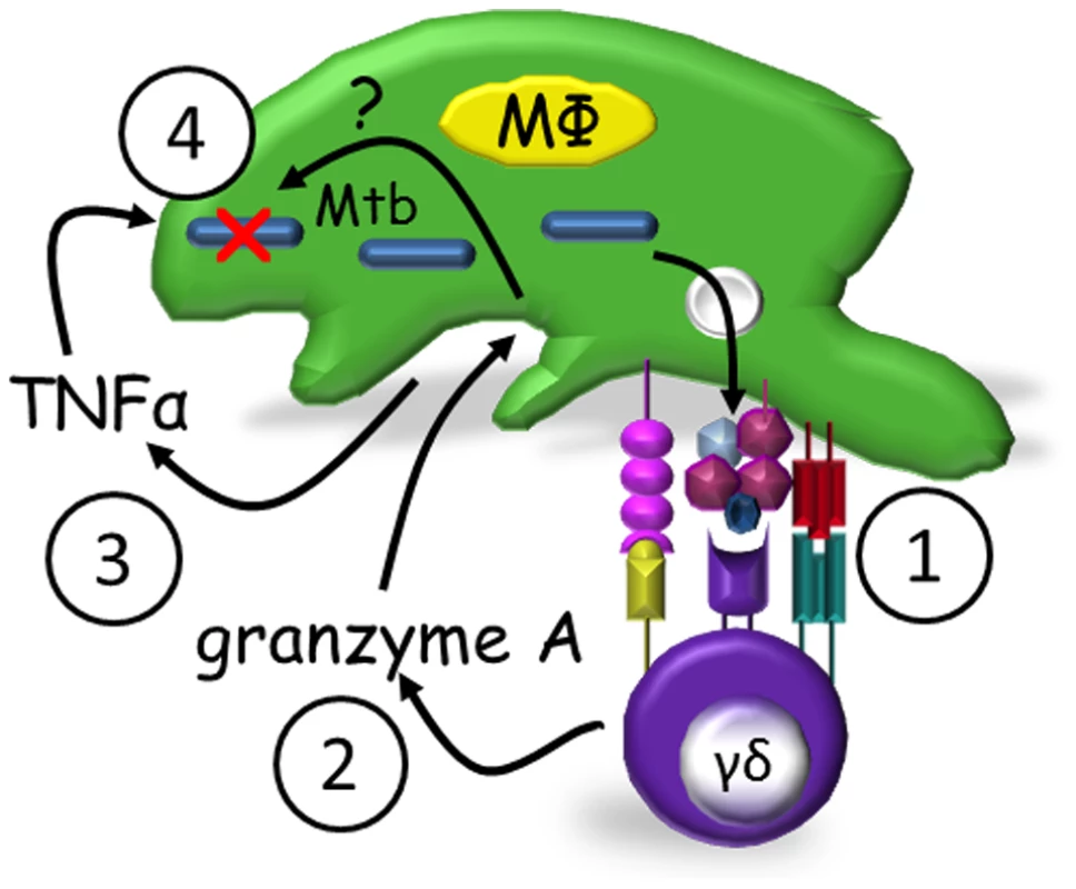 Proposed model of granzyme A-mediated suppression of intracellular mycobacterial growth by γ<sub>9</sub>δ<sub>2</sub> T cells.