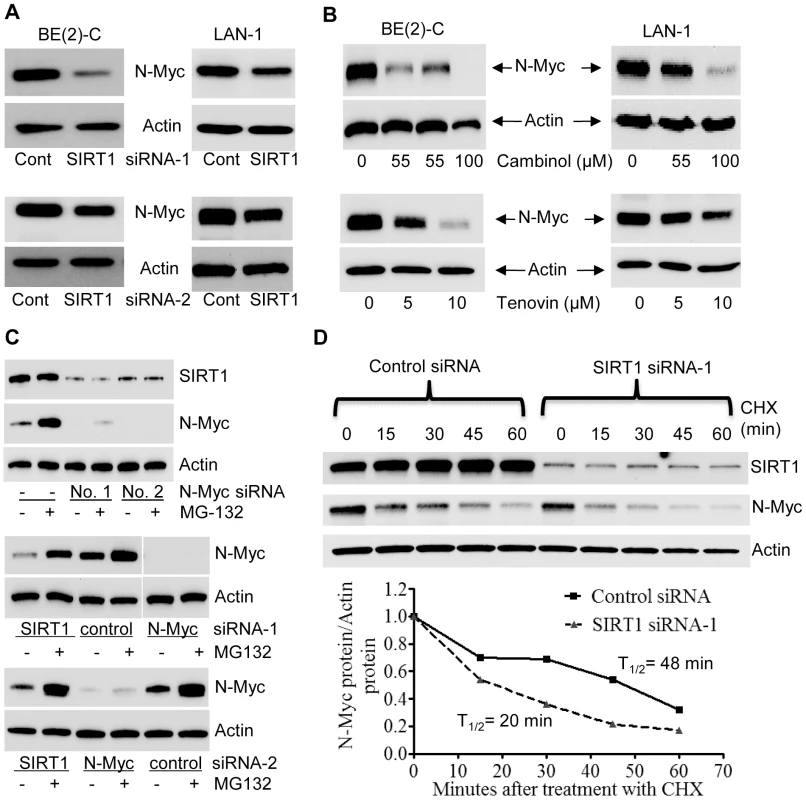 SIRT1 up-regulates N-Myc protein expression by blocking its degradation.