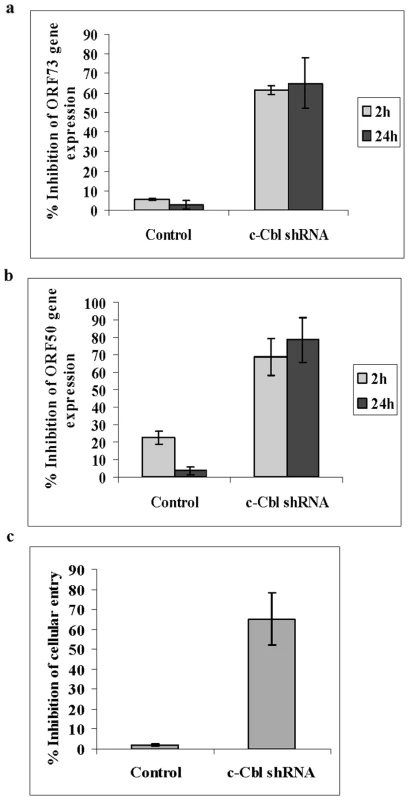 c-Cbl shRNA inhibits KSHV entry and infection.