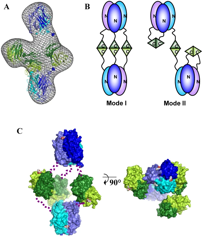 Models of the BC2L-C hexamer with N-terminal domains in blue and C-terminal domains in green.