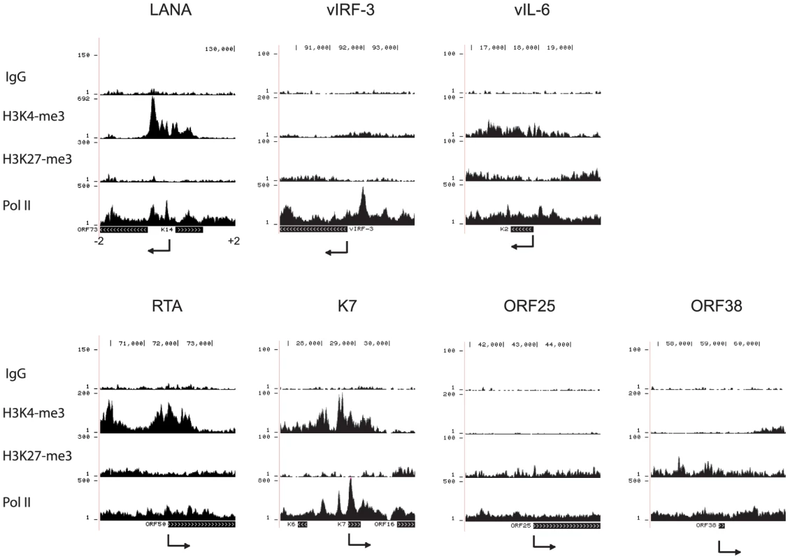 H3K4me3 and H3K27me3 modifications and PolII occupancy at selected viral promoters in BCBL-1 cells.