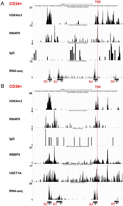 Recruitment of the hSET1A complex and H3K4me3 correlates with expression of the <i>HoxB4</i> gene during hematopoiesis.