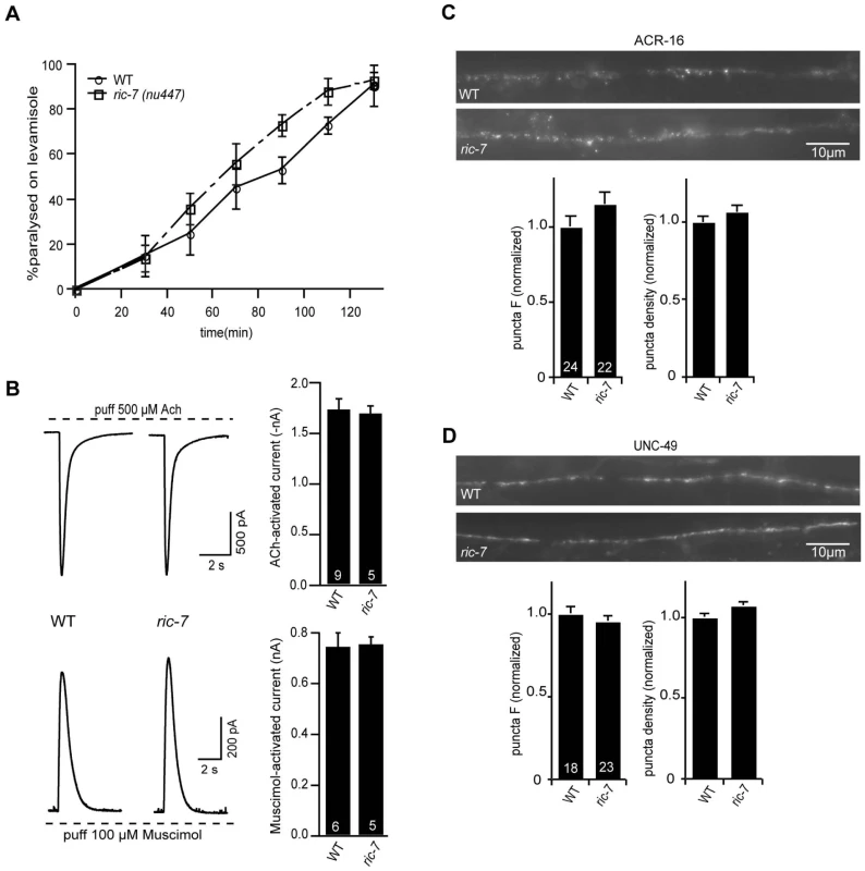 Body muscle responses to ACh and GABA are unaltered in <i>ric-7</i> mutants.