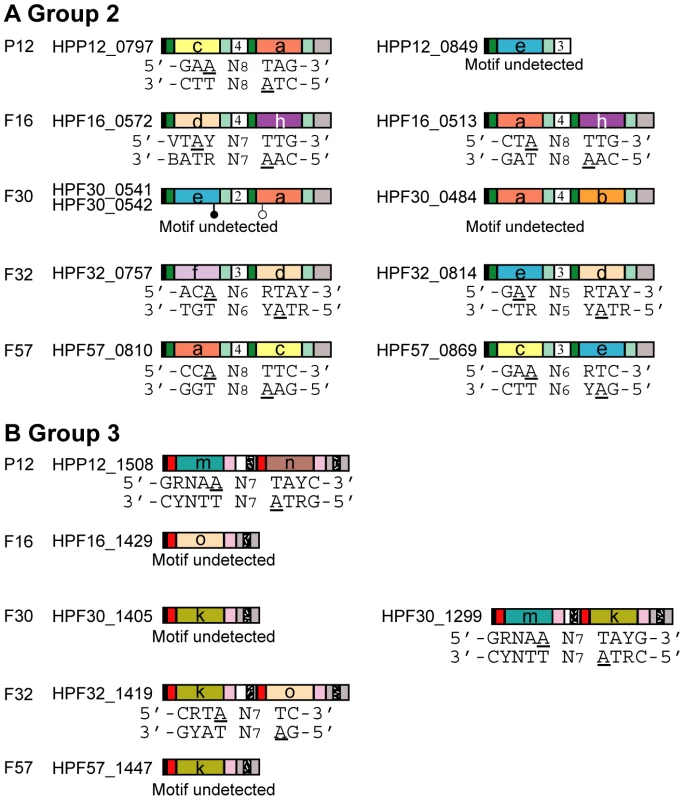 Assignment of a methylation motif to target recognition domains of Type I specificity genes.