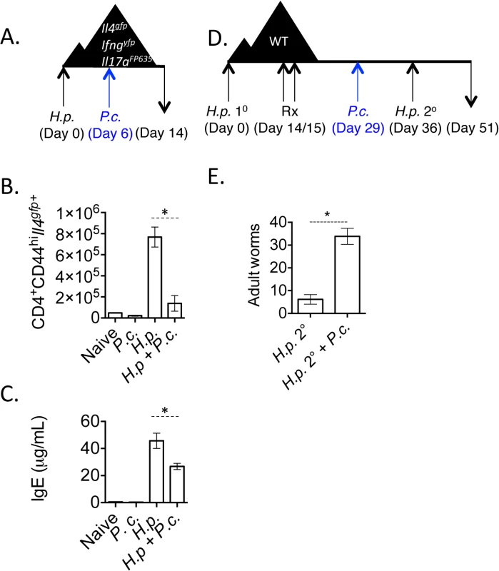 <i>H</i>. <i>polygyrus/ P</i>. <i>chabaudi</i> co-infection leads to impaired Th2 responses.