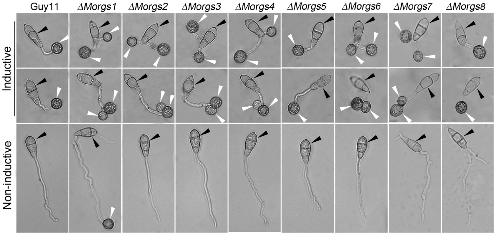Comparison of Δ<i>Morgs</i> mutant strains in appressorium formation.