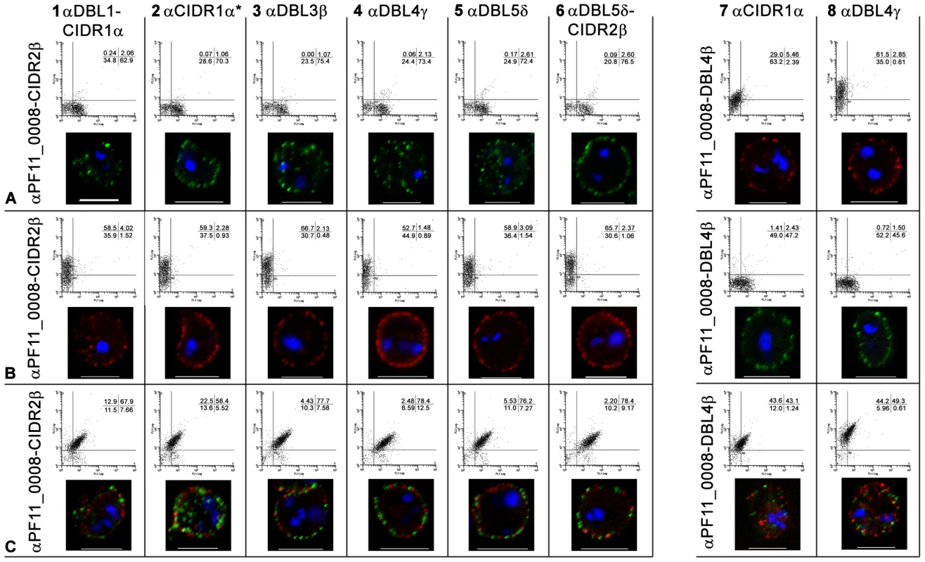 Simultaneous surface expression of PfEMP1 on single 3D7 infected erythrocytes.