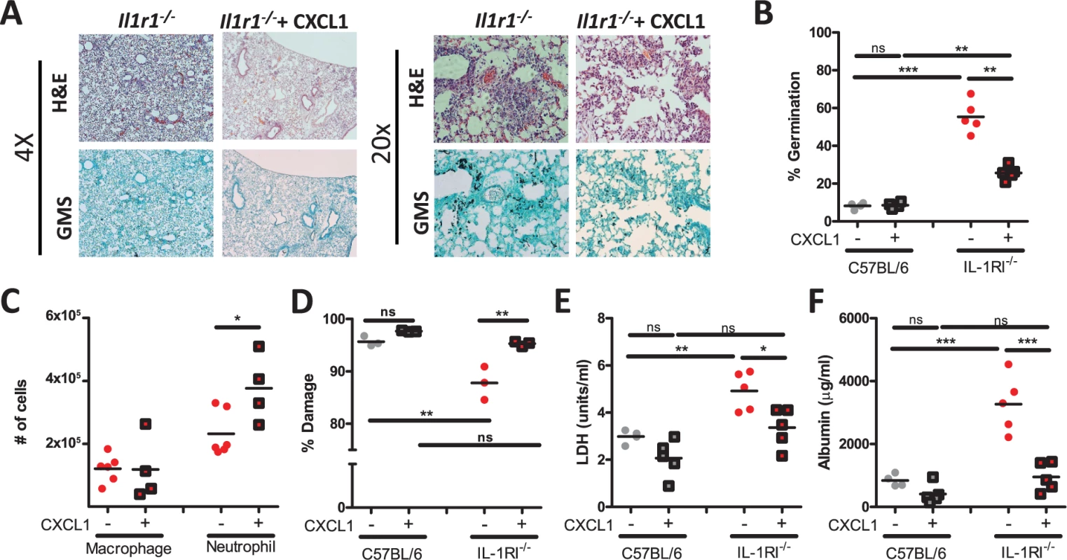 Treatment of <i>Il1r1</i>-deficient mice with CXCL1 partially increases resistance to <i>Aspergillus fumigatus</i> infection.