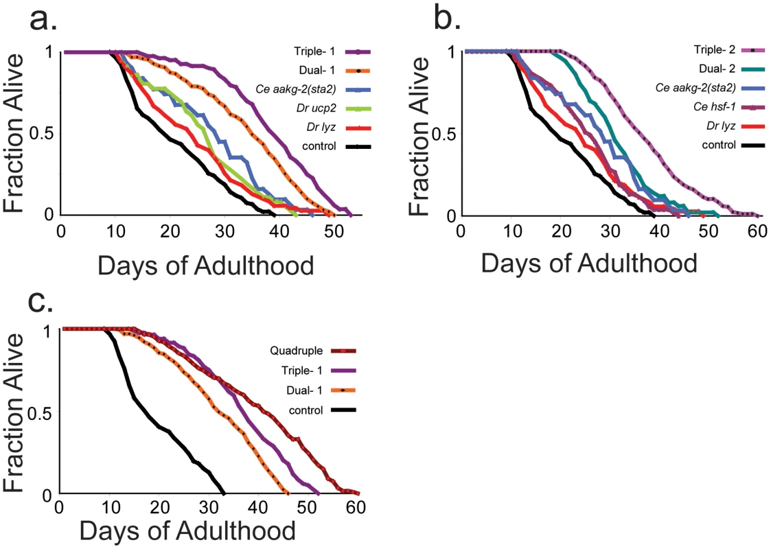 Lifespan curves of double-, triple-, and quadruple-expressing transgenic worms.