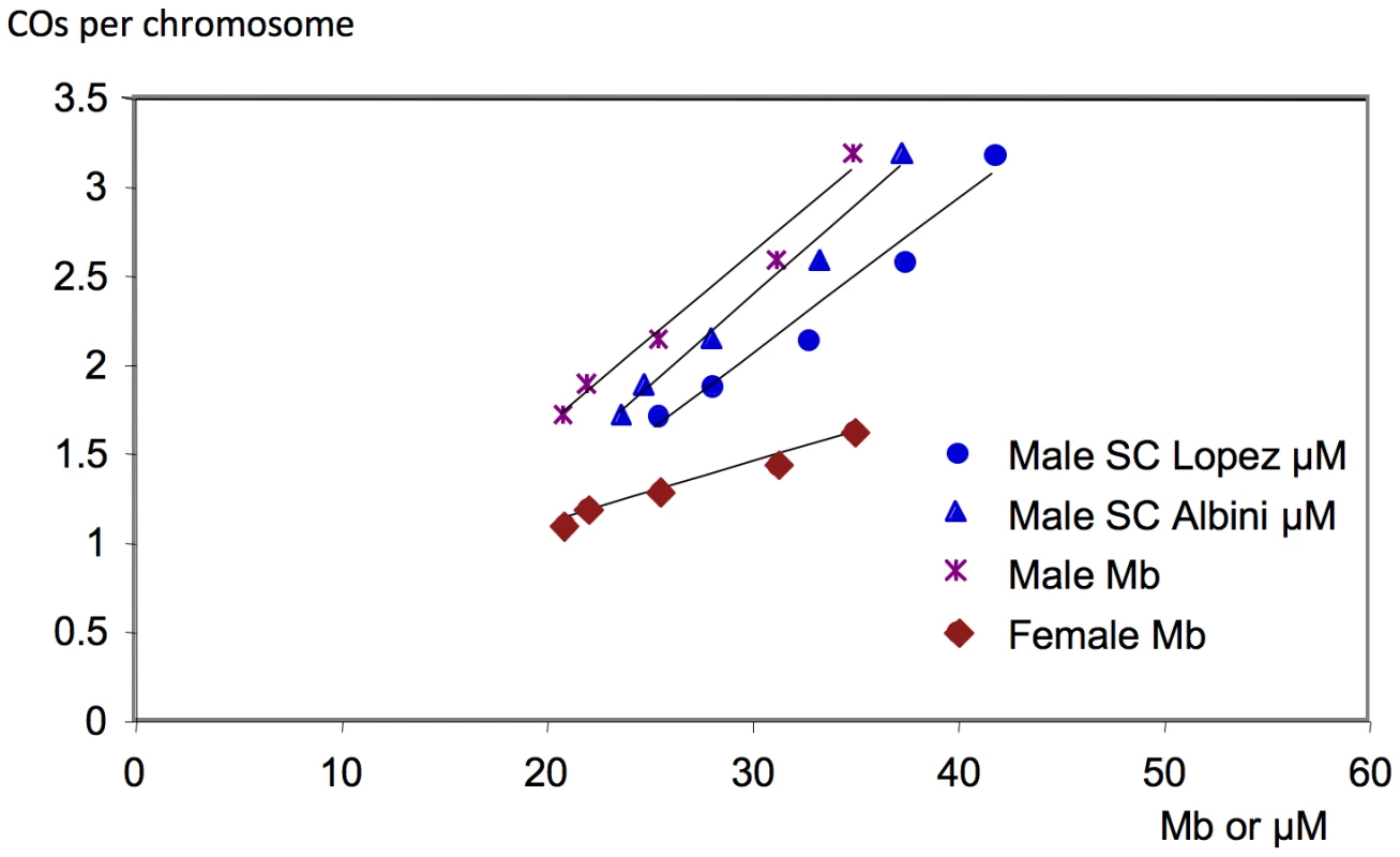 Correlation between the number of COs per chromosome and the physical size of chromosomes.