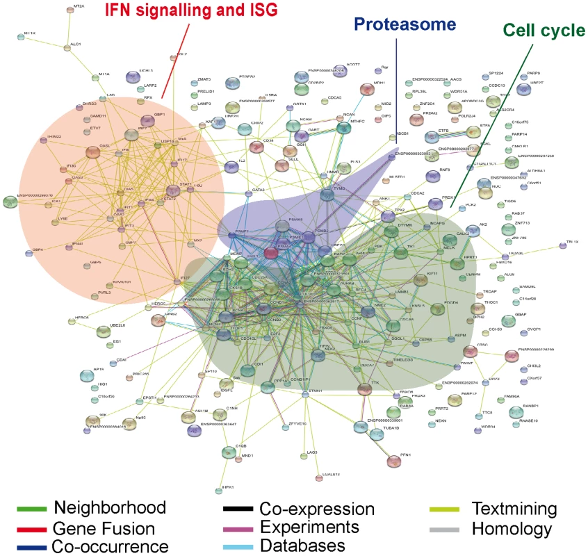 Predicted interaction networks of genes differentially expressed during HIV-1 infection.