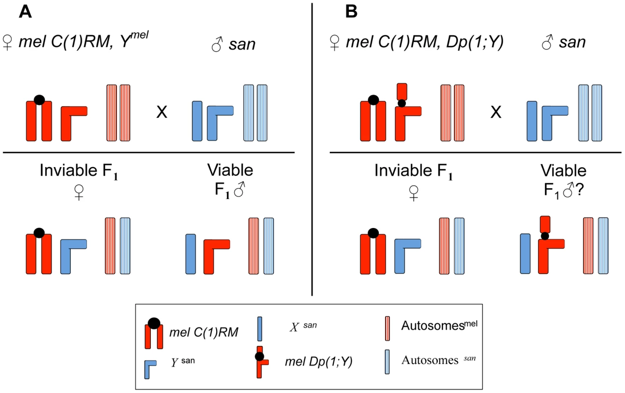 Crossing scheme to study the effect of <i>X</i>-linked chromosomal duplications in <i>mel/san</i> hybrid males.
