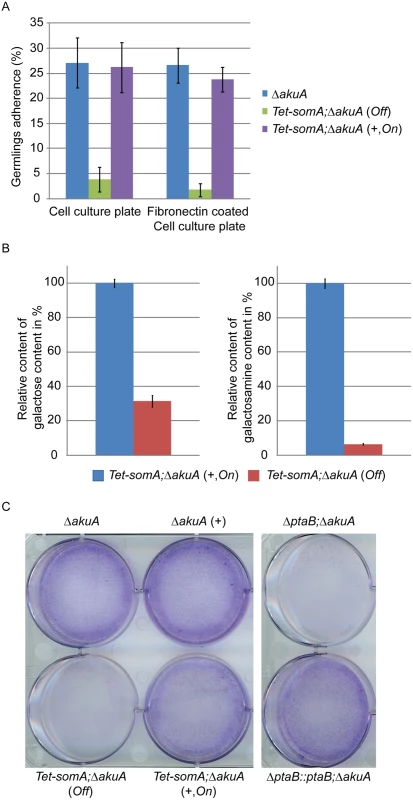 SomA and PtaB are involved in biofilm formation in <i>A</i>. <i>fumigatus</i>.