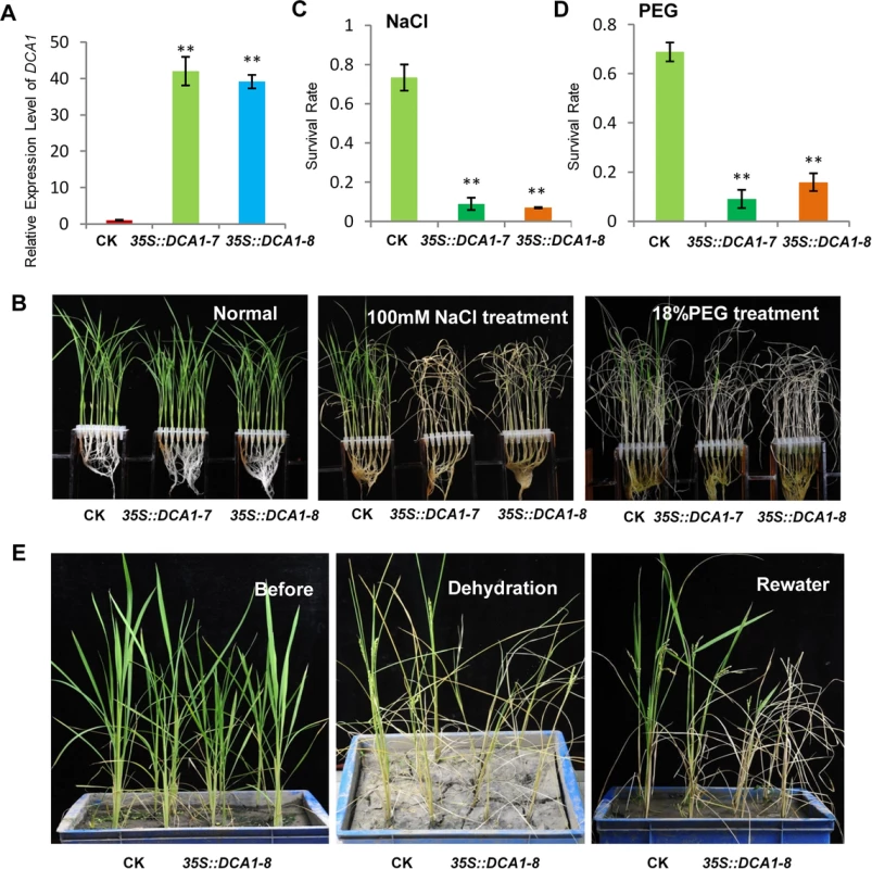 Overexpression of <i>DCA1</i> reduces stress tolerance in rice.