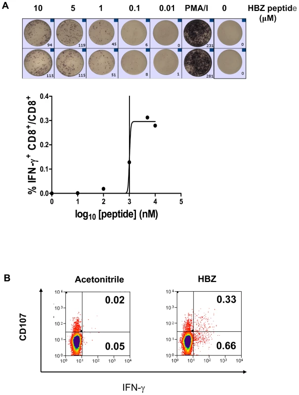 HBZ-specific CD8<sup>+</sup> T cells are directly detectable ex vivo.