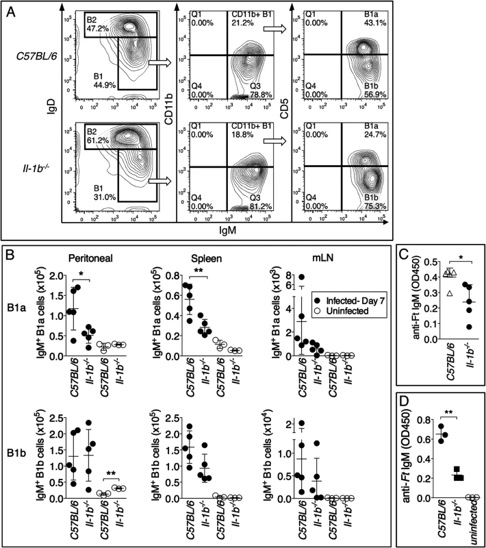 Reduced number of B1a B cells in <i>Il-1b</i><sup>-/-</sup> mice infected with <i>Ft</i> LVS.
