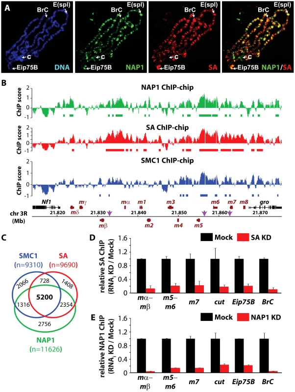NAP1 and cohesin co-localize on chromatin.