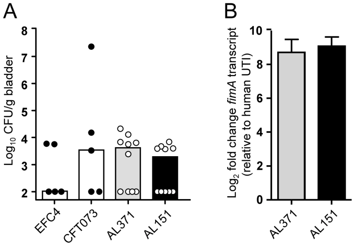 Murine colonization and type 1 fimbriae expression by clinical isolates.