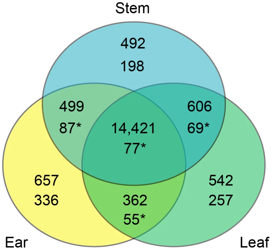 Overlap of genes assessed in the three tissues overall and in the CCT-AB gene list.