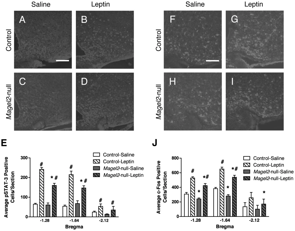 pSTAT3 and c-fos expression in ARC neurons in leptin-treated mice.
