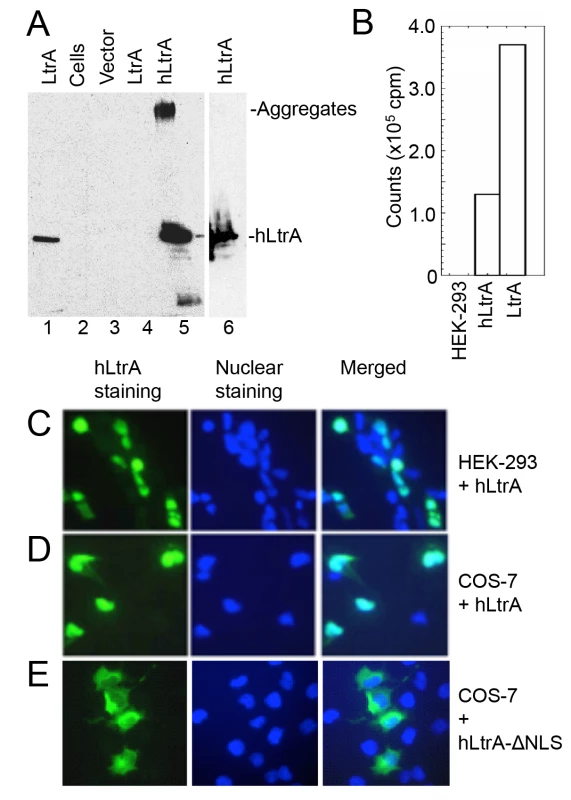 Human codon-optimized LtrA protein (hLtrA) with an SV40-NLS expressed in human cells has reverse transcriptase activity and localizes to the nucleus.