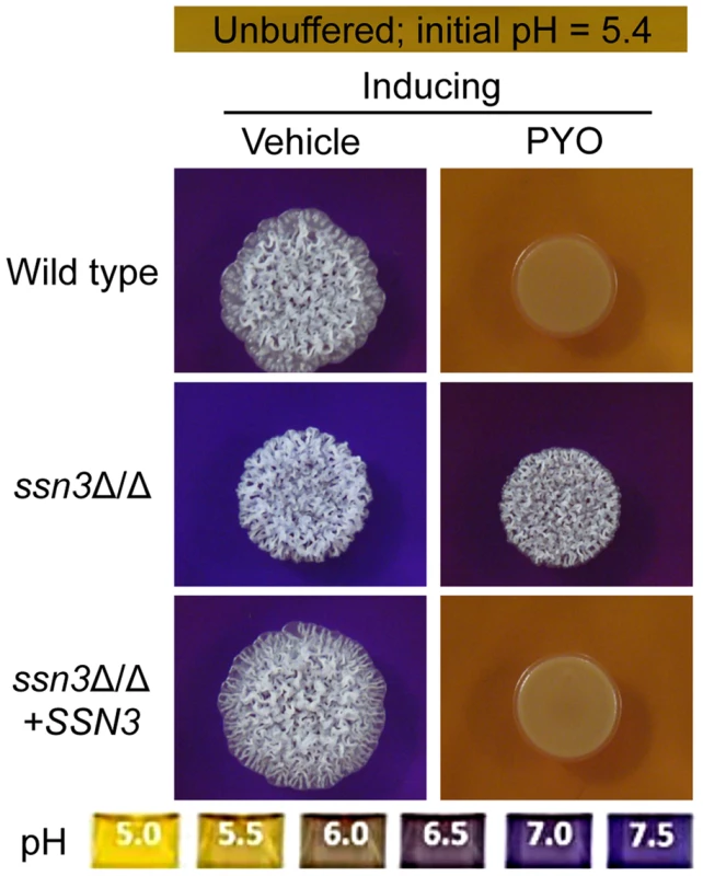 The <i>ssn3</i> mutant hyperalkalinizes the extracellular milieu even in the presence of PYO.