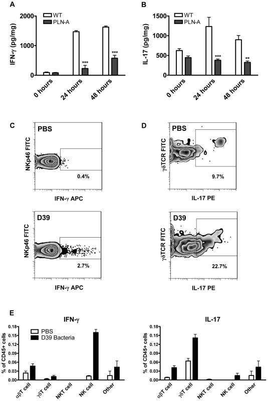 PLY is required for IFN-γ and IL-17A induction following infection with <i>S. pneumoniae</i>.