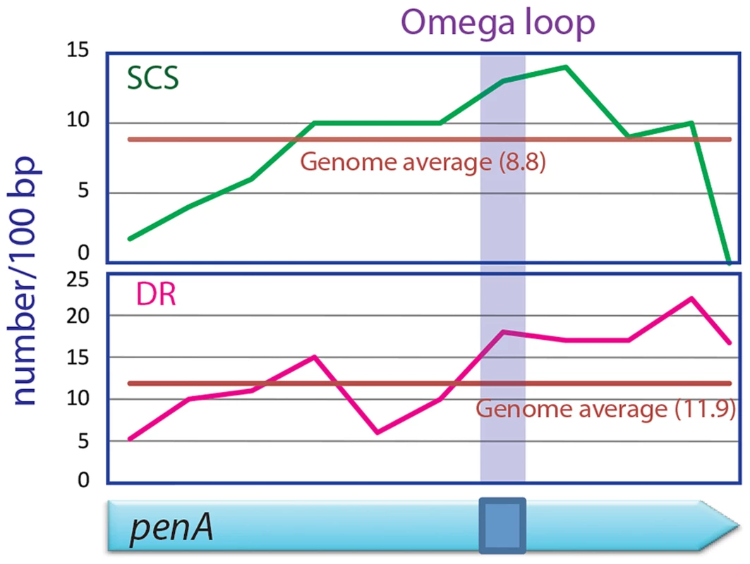 SCSs and direct repeats contents in the omega loop compared with the rest of the <i>penA</i> gene and the genome of <i>B. thailandensis</i>.