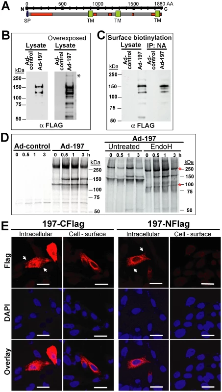 Molecular characterization and sub-cellular localization of MPXV197.