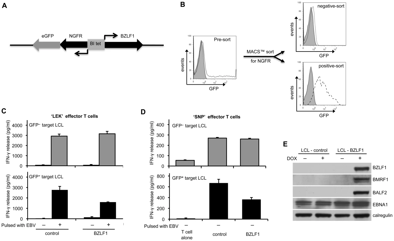 CD4<sup>+</sup> T cell recognition is impaired in the BZLF1-expressing LCLs.