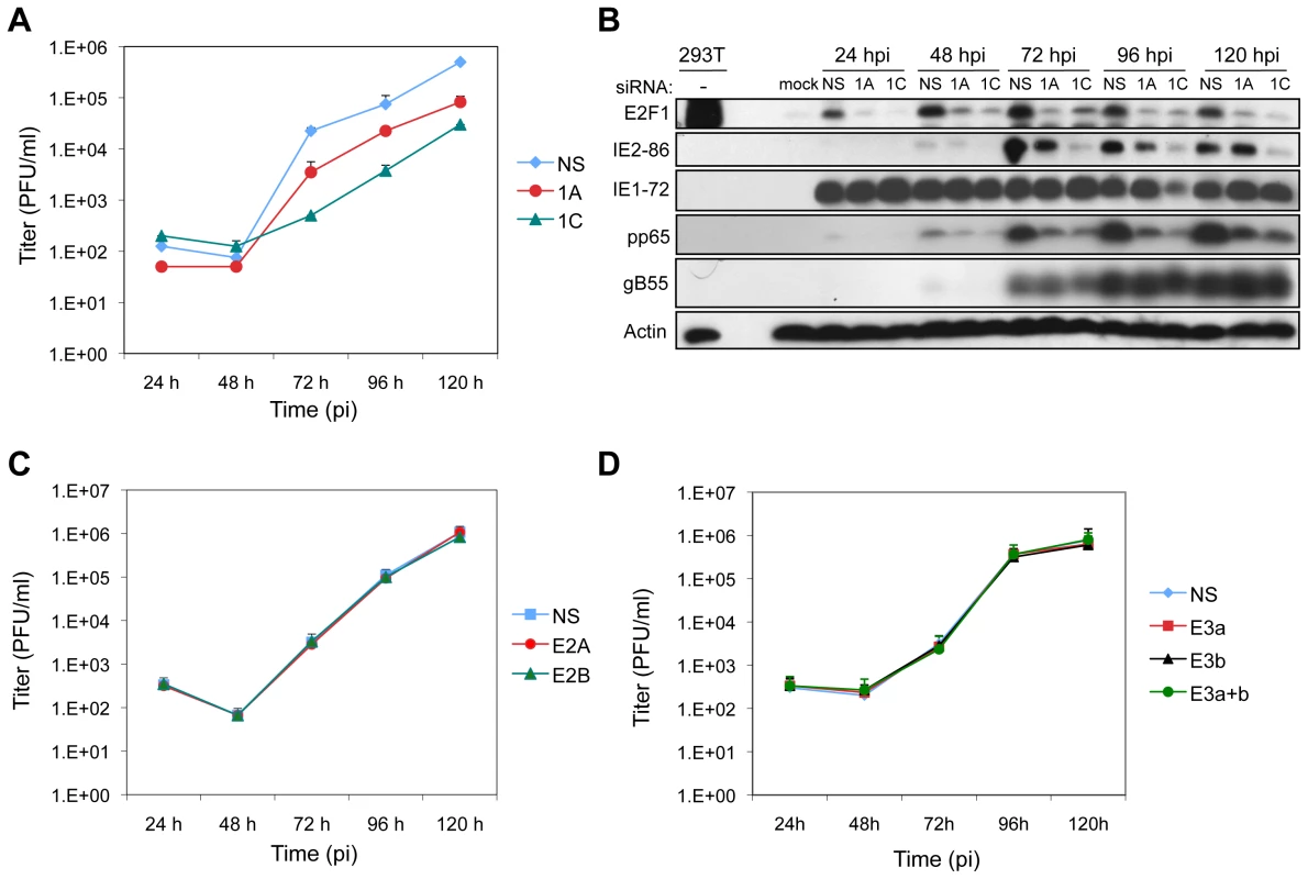 E2F1 is required for efficient virus replication.