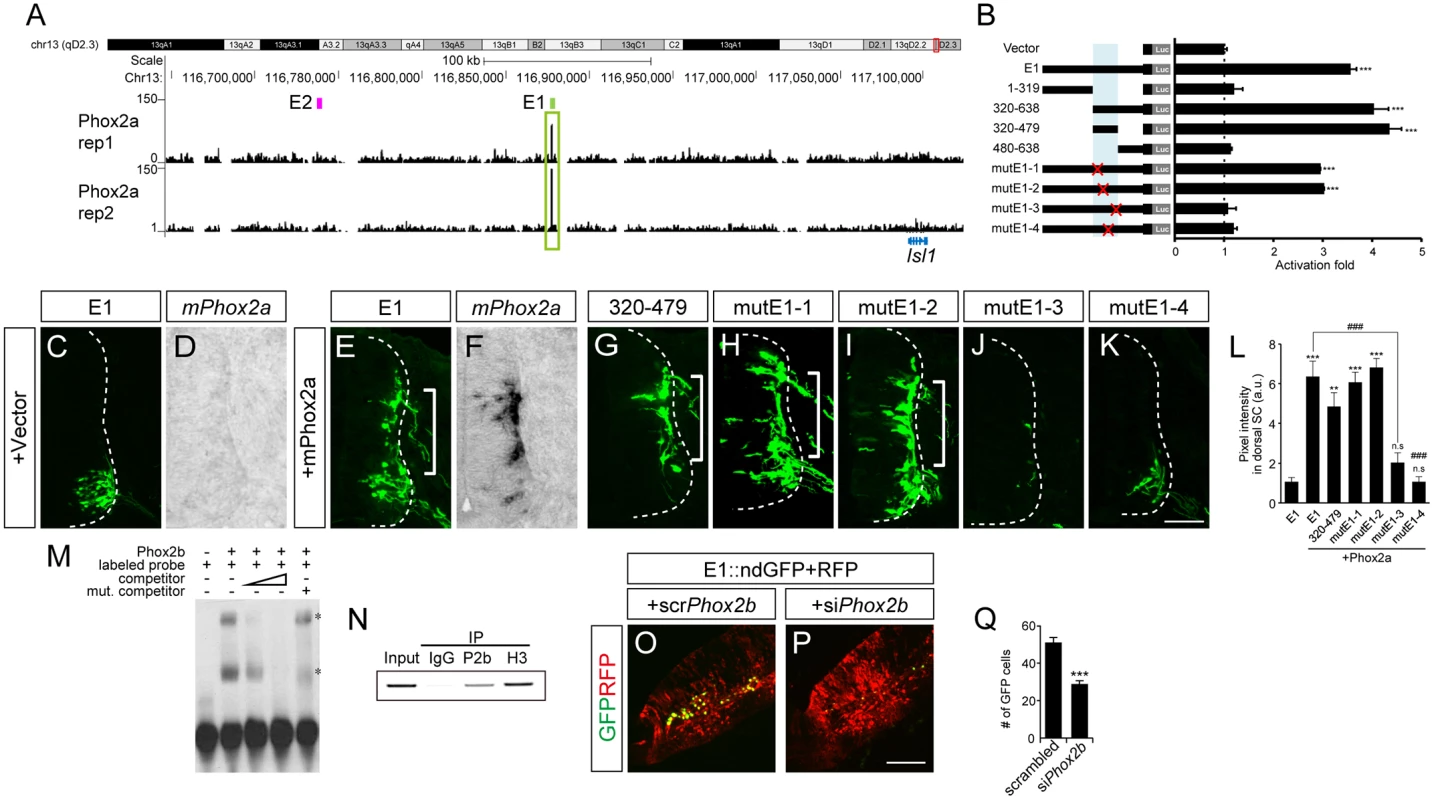 Phox2 regulates Isl1 expression via the E1 enhancer in bm/vm neurons.