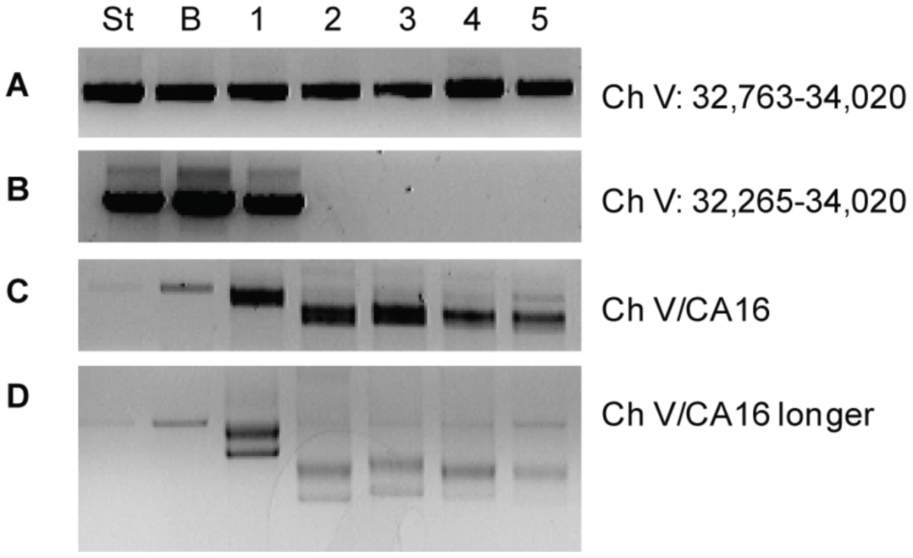 Marking of the breakpoint and detection of <i>de novo</i> telomere formation by PCR in <i>sgs1</i>Δ <i>exo1</i>Δ Can<sup>R</sup> Hph<sup>S</sup> cells.
