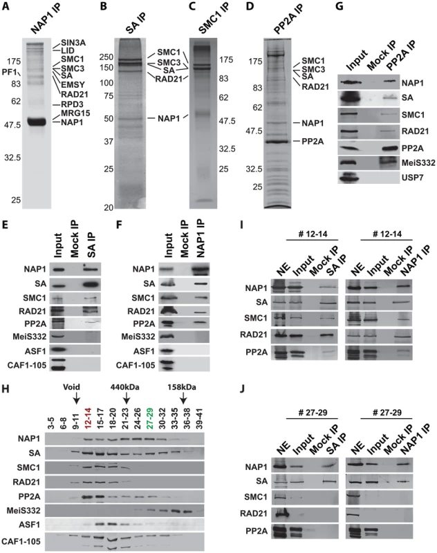 NAP1 interacts biochemically with the core cohesin complex and PP2A.