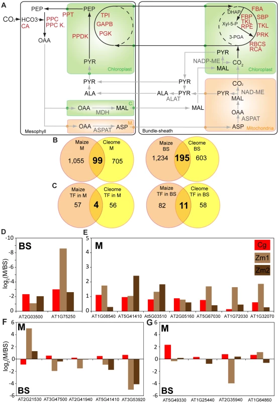Convergence of mesophyll and bundle sheath transcriptomes in <i>C. gynandra</i> and maize.