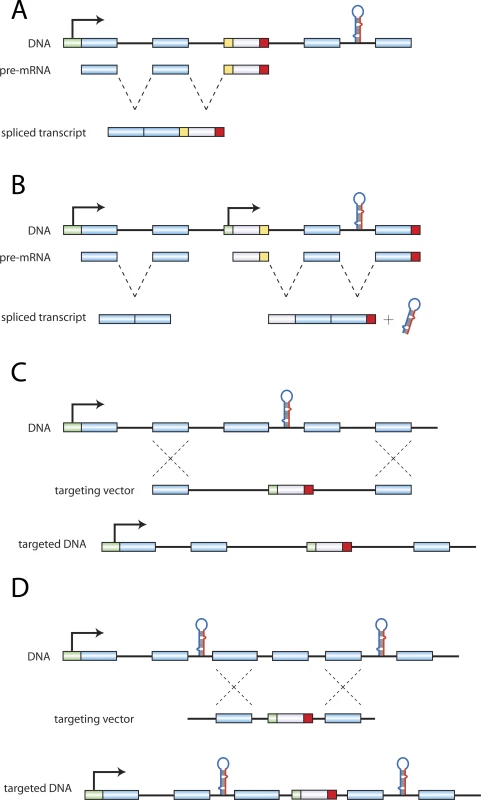 Configurations of Protein:miRNA Gene Disruptions.