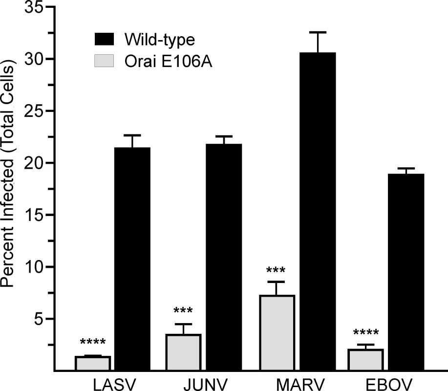 Genetic inactivation of Orai Ca<sup>2+</sup> permeation inhibits egress of authentic filoviruses and arenaviruses.