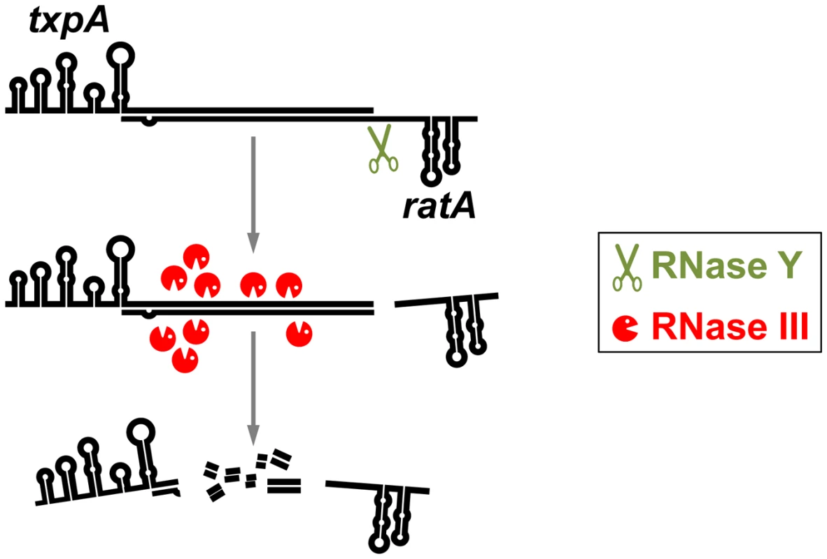 Degradation of a phage-encoded toxin mRNA in <i>B. subtilis</i>.
