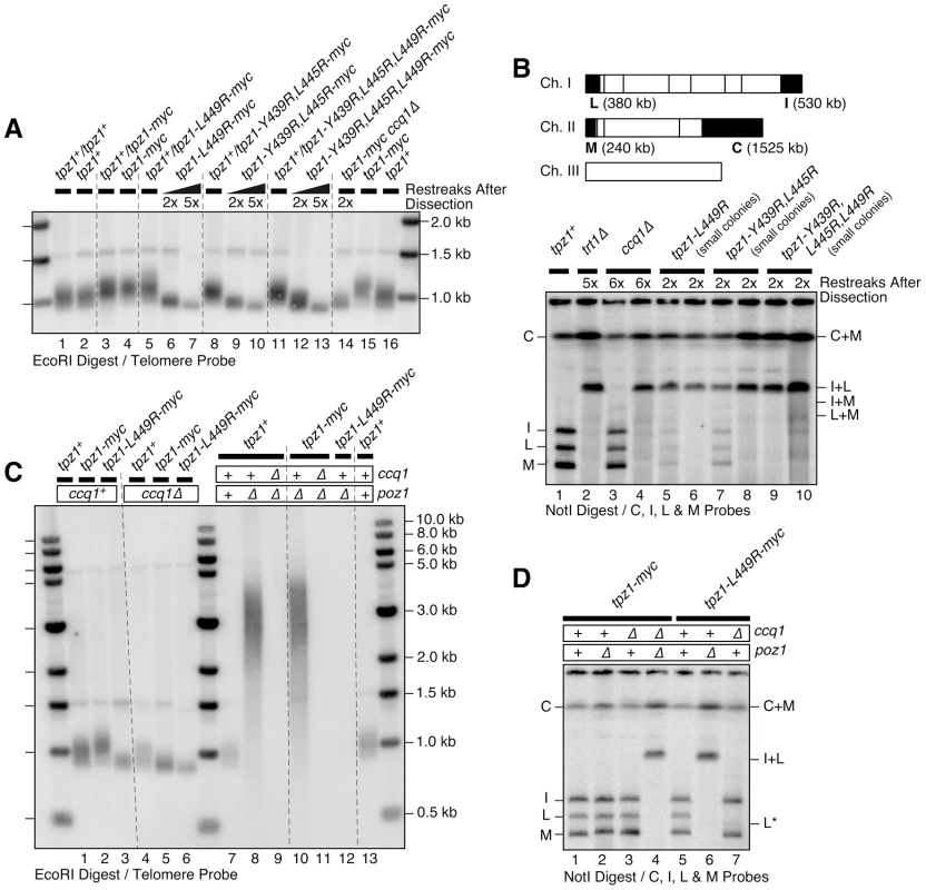 Effects of Tpz1-Ccq1 interaction disruption mutations on telomere maintenance.