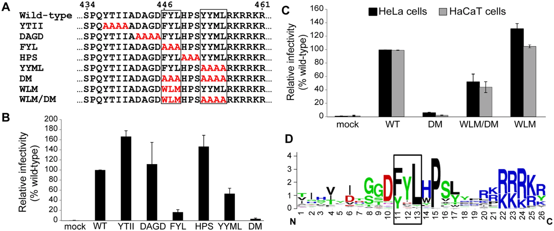 The carboxy-terminus of HPV16 L2 contains two potential retromer recognition motifs required for infectivity.
