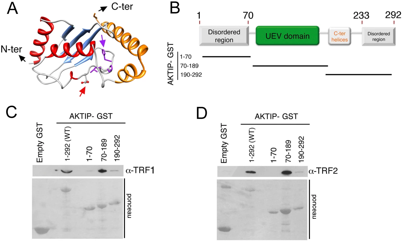 AKTIP directly binds TRF1 and TRF2.