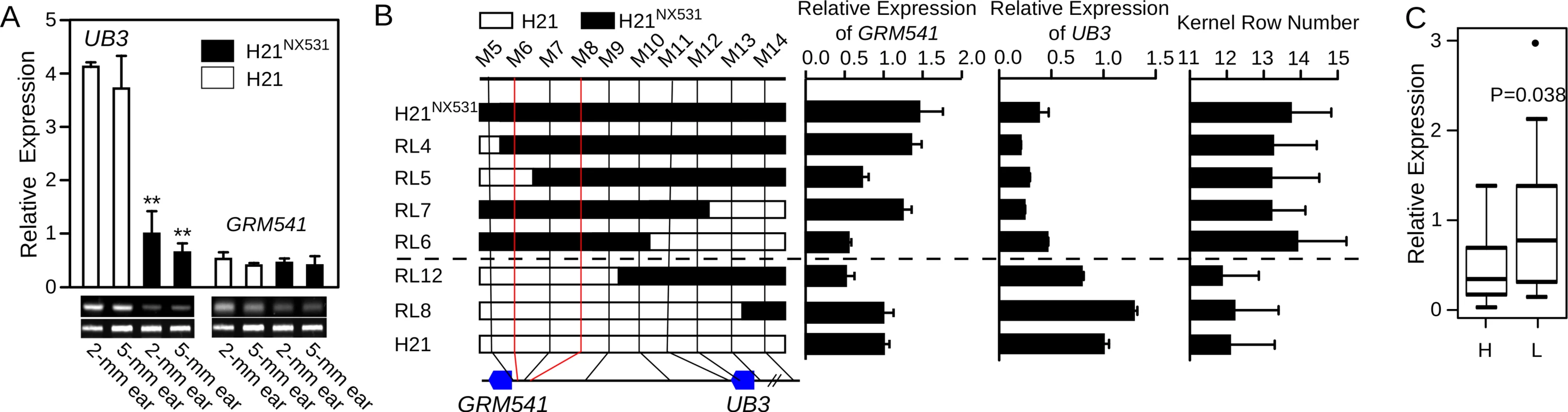 Analysis of <i>UB3</i> and GRMZM2G001541 expression.