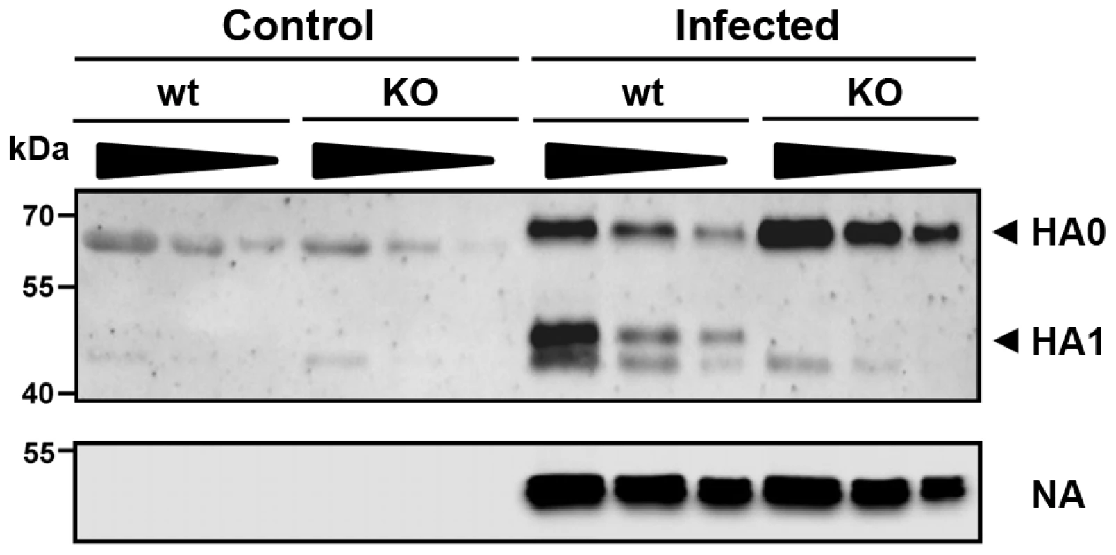 The hemagglutinin of H1N1 PR8M influenza virus is not processed in <i>Tmprss2</i> knock-out mice.