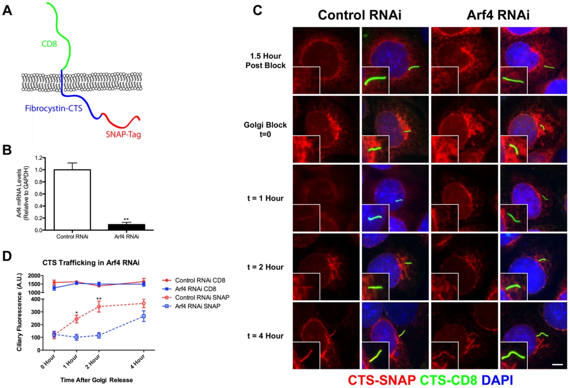 Arf4 knockdown delays CTS trafficking to the primary cilium.