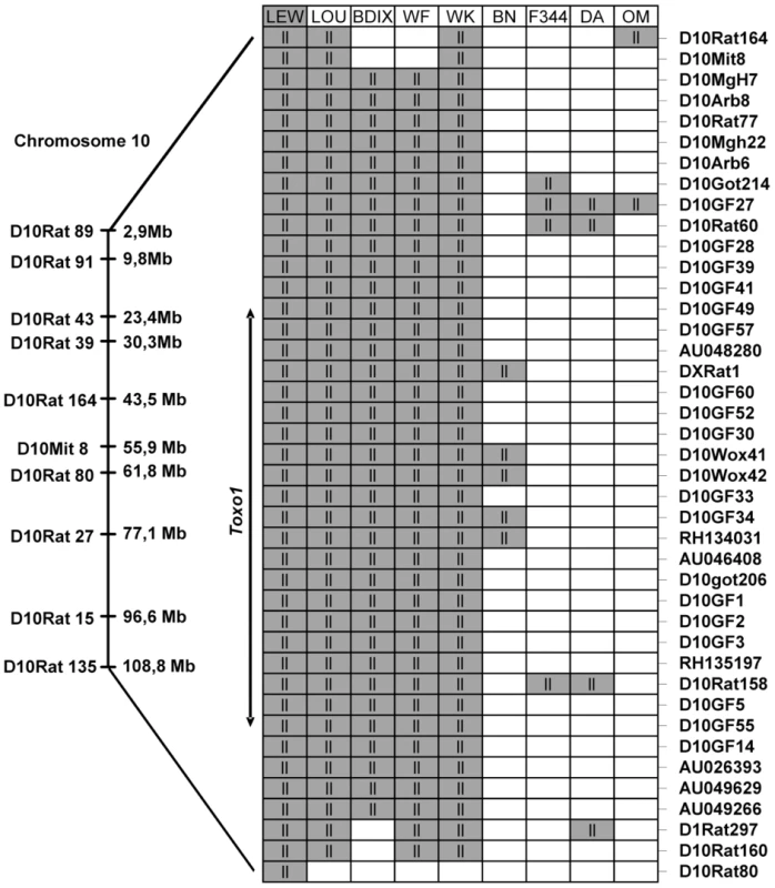 Haplotype analysis of the resistance locus to <i>T. gondii</i> infection, on chromosome 10.