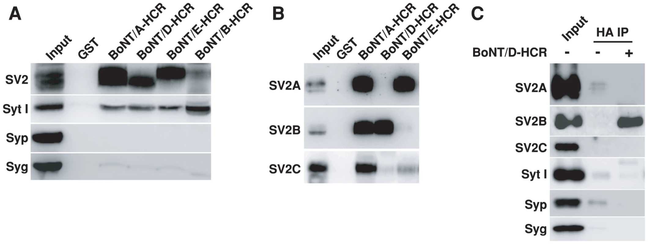 BoNT/D-HCR can pull-down and co-immunoprecipitate SV2 from rat brain detergent extracts.